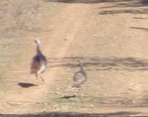 wild_turkeys_in_Ouachita_National_Forest